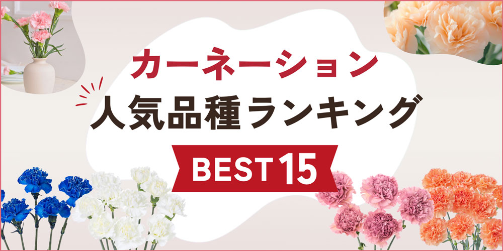 【最新】カーネーション人気品種ランキングBEST15！色別や母の日のおすすめ商品も紹介