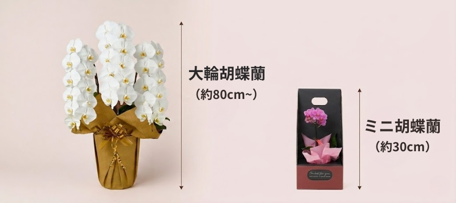 ミニ胡蝶蘭のサイズ感と大輪との違い