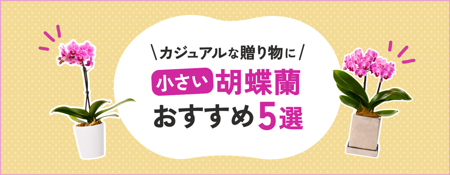 小さい胡蝶蘭おすすめ5選