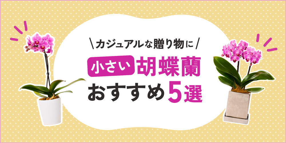小さい胡蝶蘭をお探しの方へ｜ミニ胡蝶蘭の魅力とおすすめ商品5選