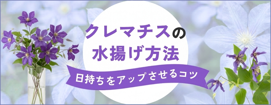 クレマチスの水揚げ方法