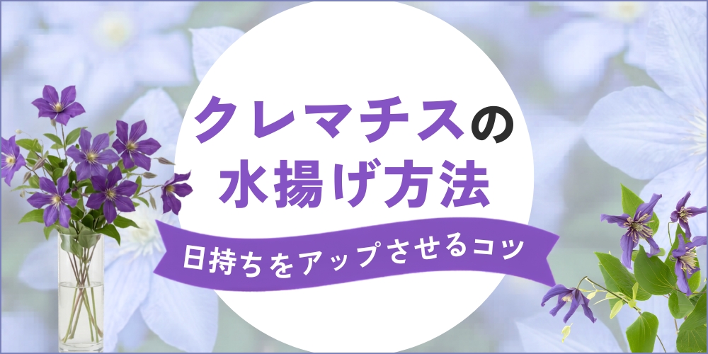 クレマチスの日持ちを延ばす水揚げ・湯揚げテクニック｜長持ちするお