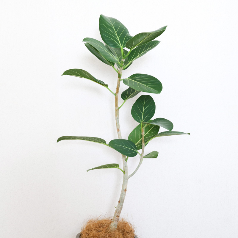 観葉植物「フィカス　ベンガレンシス」