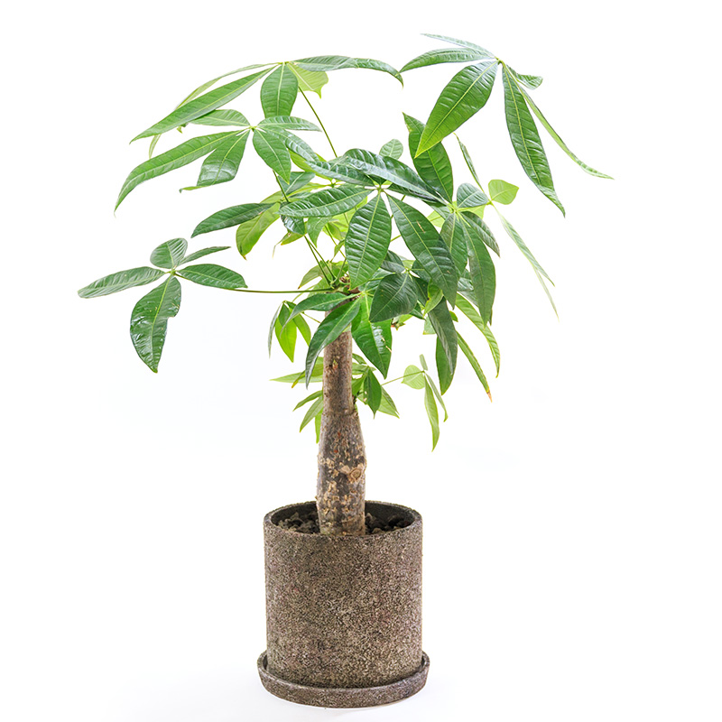 観葉植物「パキラ」