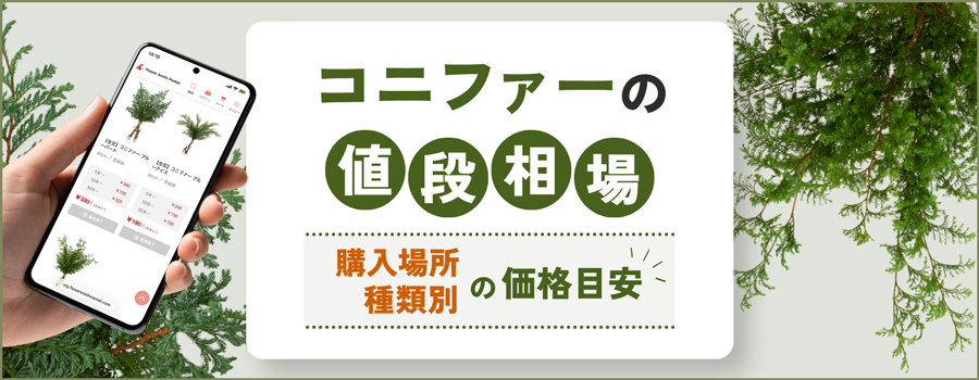 コニファーの値段相場