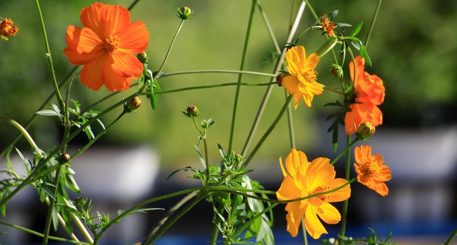 黄色とオレンジのコスモスの花