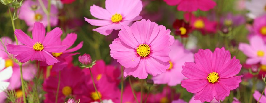 コスモスの基本情報と開花時期