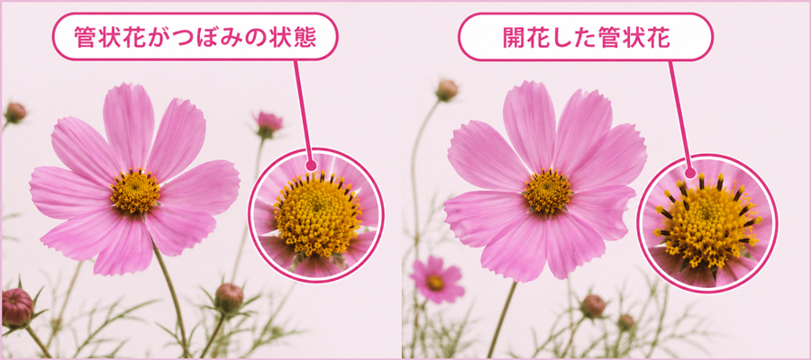 中心の「管状花」が開ききっていないものを選ぶ
