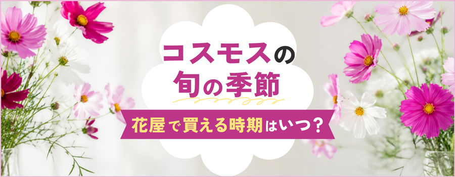 コスモスの旬の季節