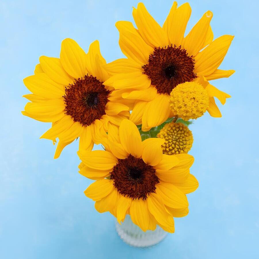 イエローやブルー系の花と組み合わせる