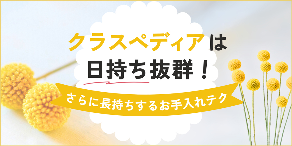 クラスペディアの切り花は日持ち抜群！さらに長持ちさせるお手入れ・水揚げのコツ