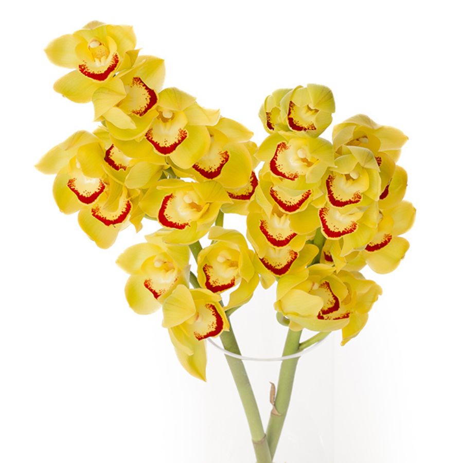 花びらにハリがあり、傷みが少ないものを選ぶ