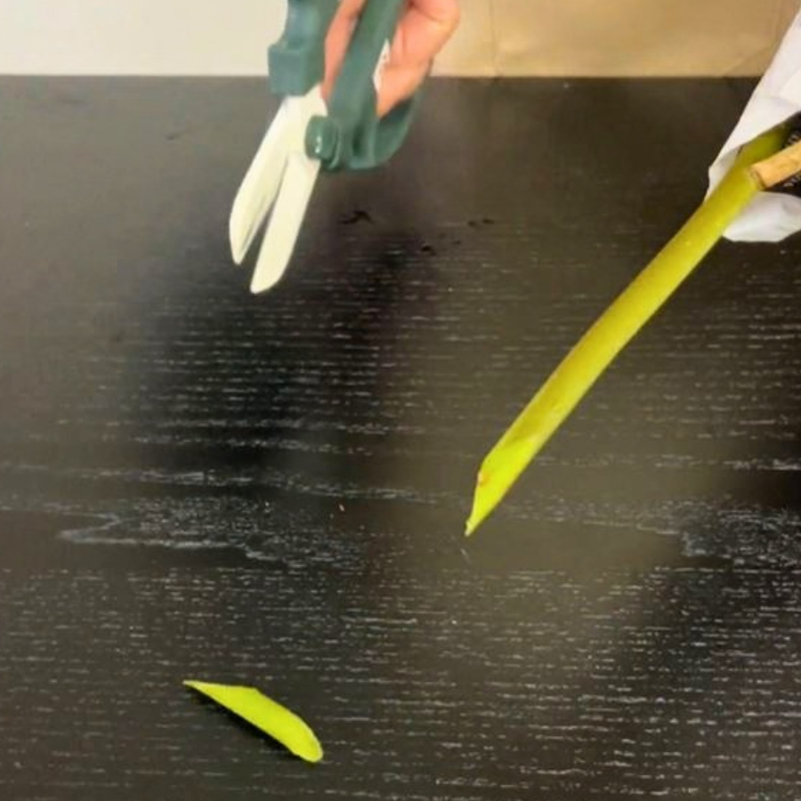 茎先を斜めにカットする