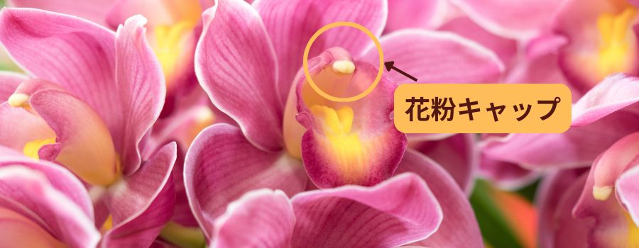 花粉キャップにはできるだけ触れない