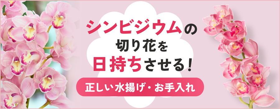 シンビジウムの切り花を日持ちさせる！