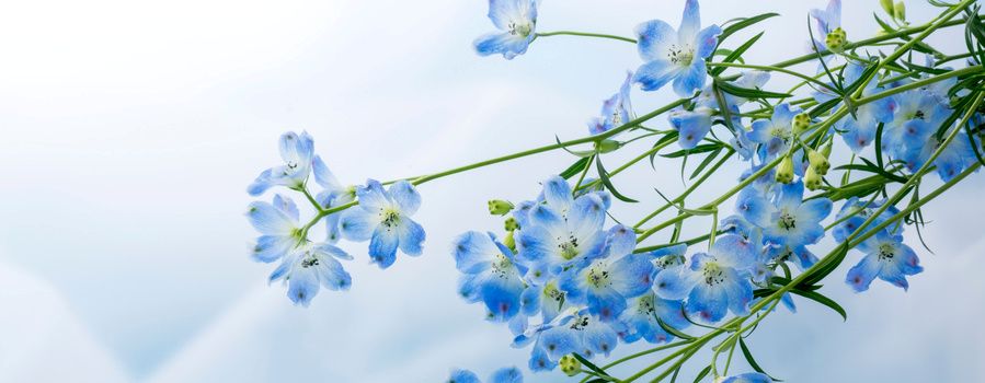 デルフィニウムってどんな花？特徴を解説！