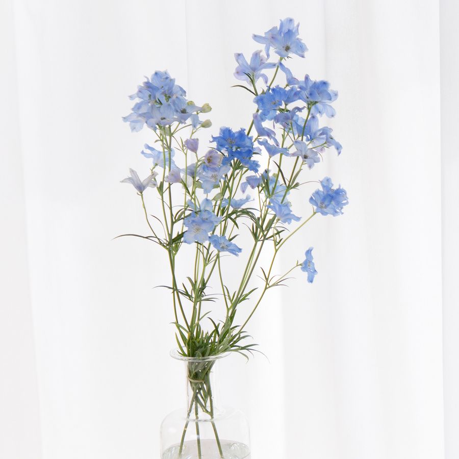 シネンシス系（スプレー咲き）