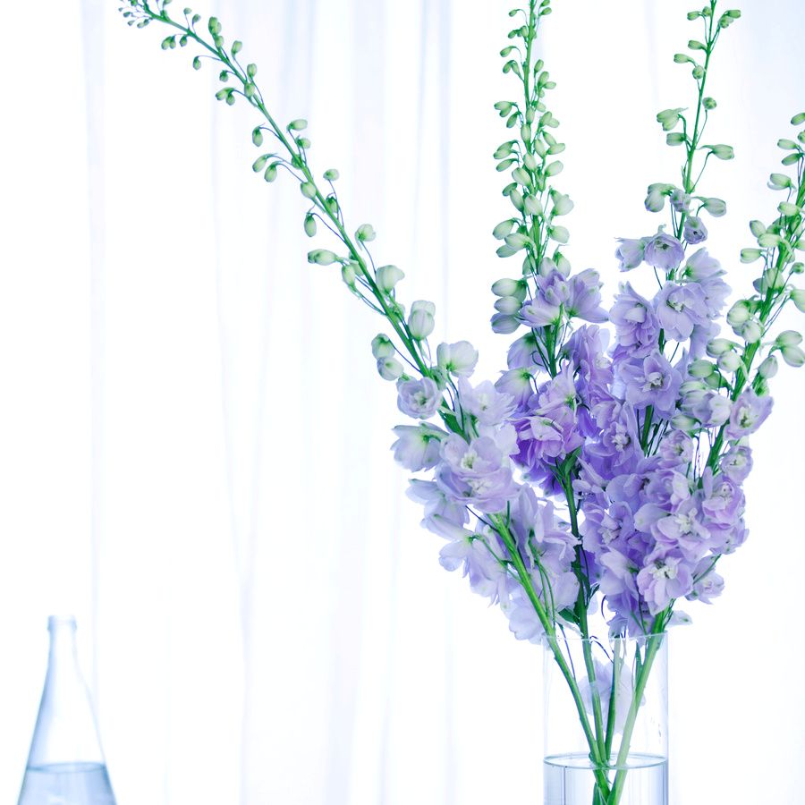 エラータム系（スタンダード・一本立ち）