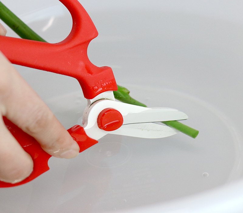 水の中で茎を斜めにカットする