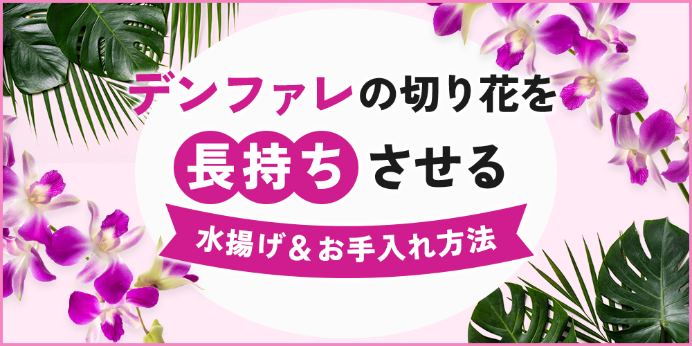 デンファレの切り花を長持ちさせるには？選び方や水揚げ・お手入れ方法を解説