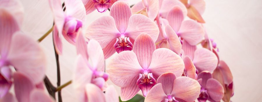 ダイヤモンド婚の花を贈る際のマナーと注意点