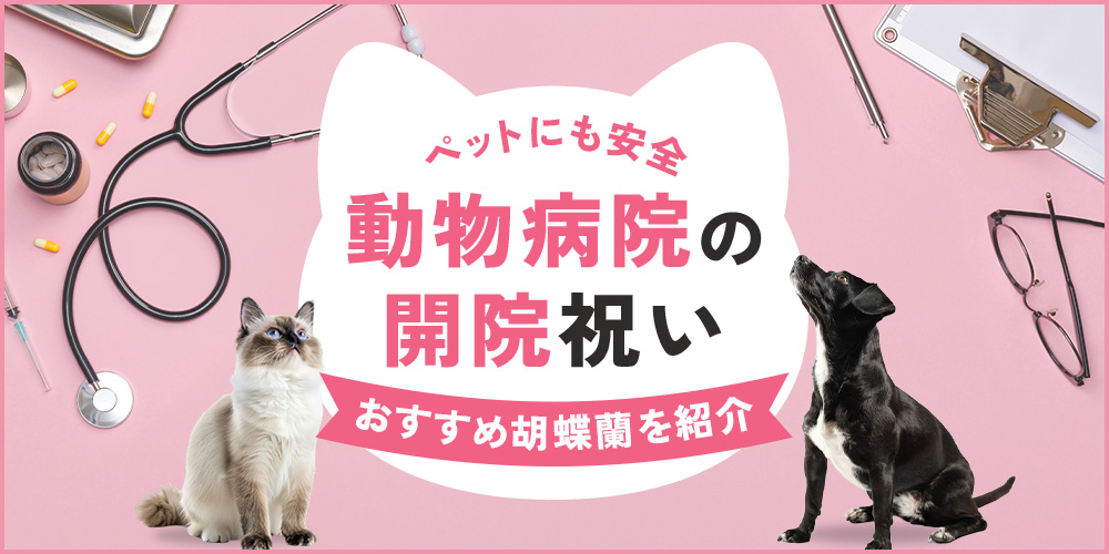 動物病院の開院祝いにおすすめ胡蝶蘭！ペットにも安全なギフトの選び方