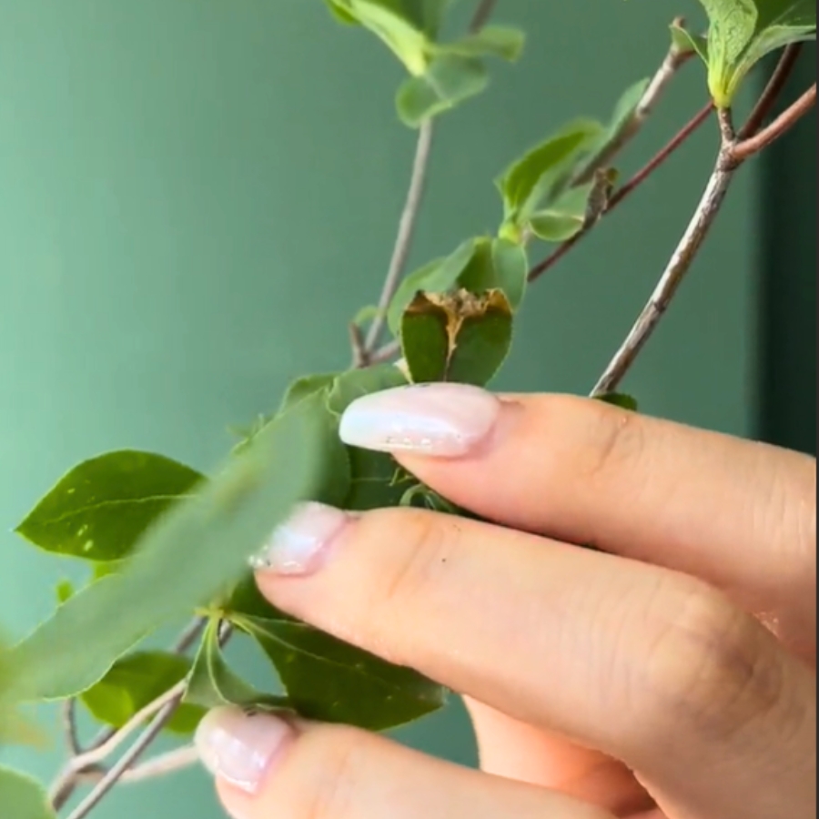 脇枝やチリチリになった葉は取り除く