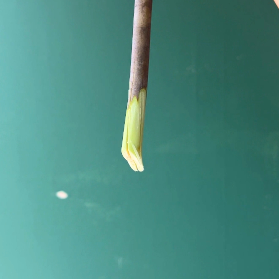 枝先を十字に割り、表面を削ぐ