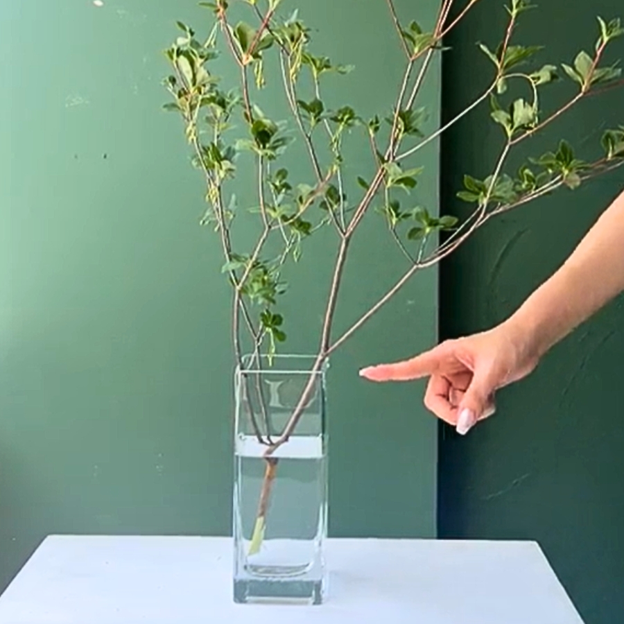 枝:深めの水につけておく