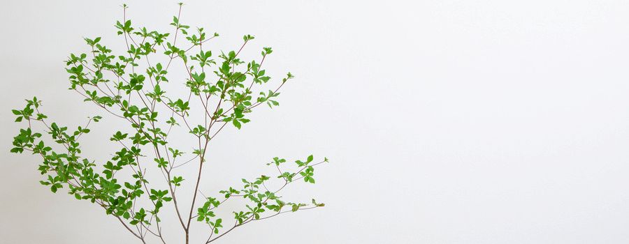 ドウダンツツジを長く楽しむためのお手入れ方法