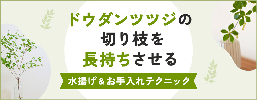 ドウダンツツジの切り枝を長持ちさせる