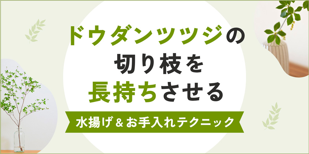 ドウダンツツジの切り枝を日持ちさせる秘訣！プロが教える水揚げ＆お手入れテクニック