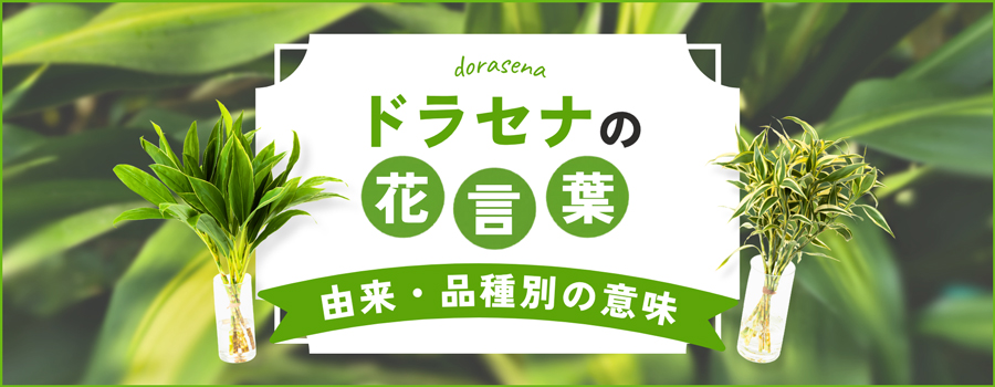 ドラセナの花言葉