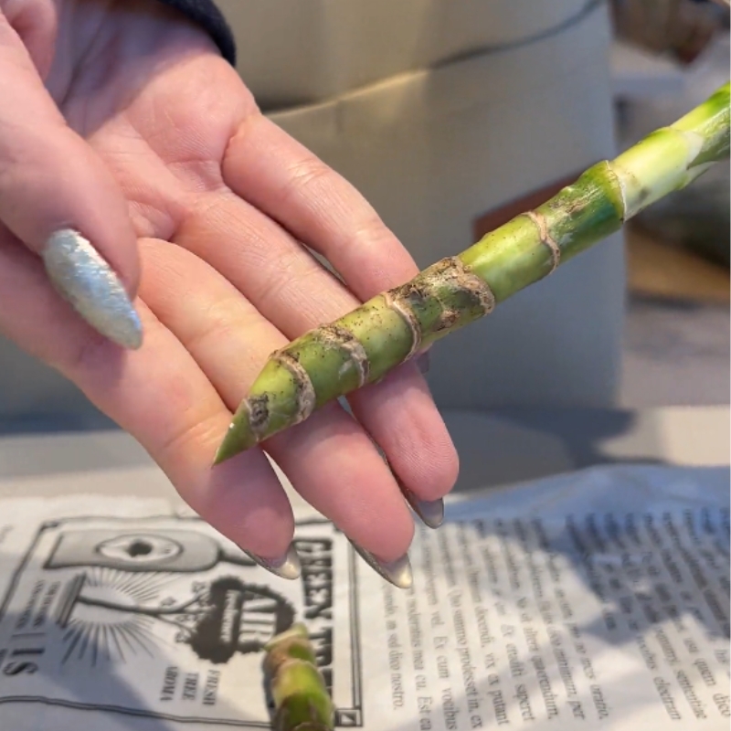 茎先を斜めに切り戻す
