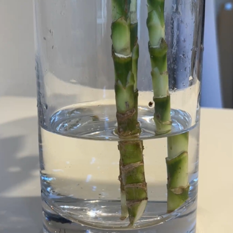 花瓶の2~3割程度の水に、数時間つけておく