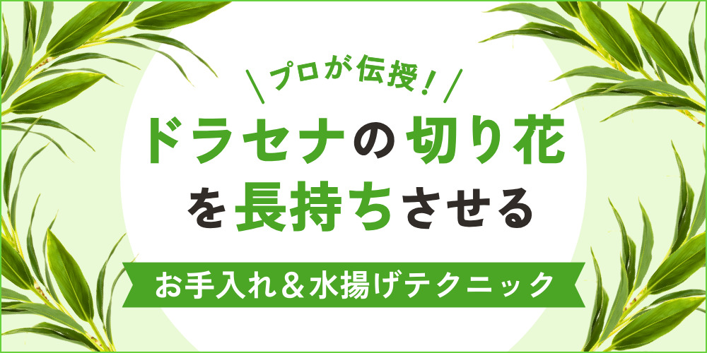 プロが伝授！ドラセナの切り花を長持ちさせるお手入れ＆水揚げテクニック