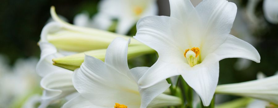 イースター（復活祭）