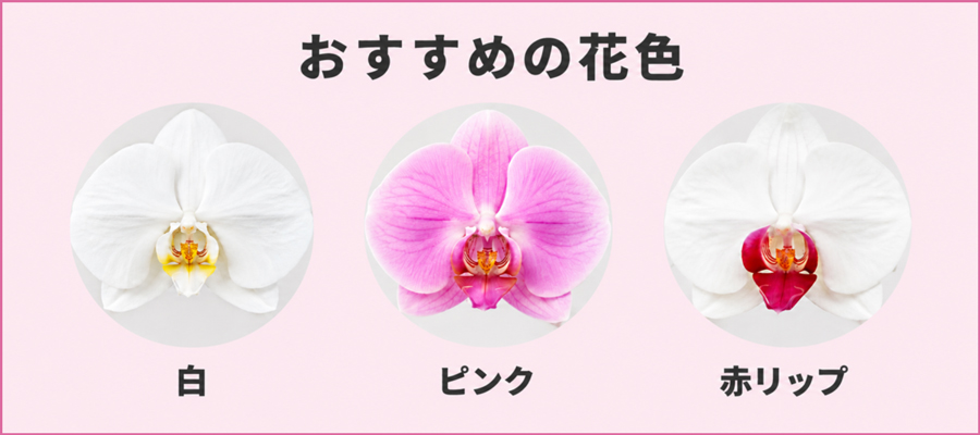 胡蝶蘭の花色・ラッピングの選び方