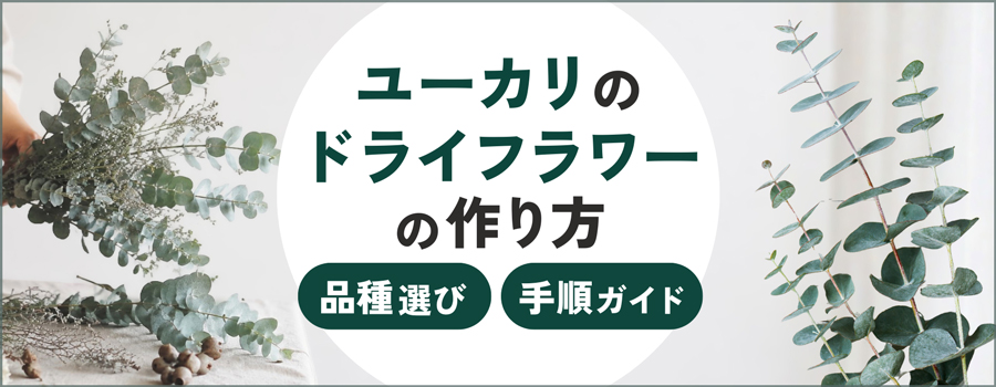 ユーカリのドライフラワーの作り方