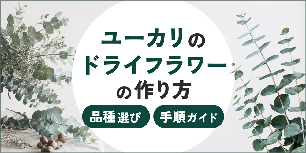 ユーカリのドライフラワーの作り方！失敗しない品種選びや手順を徹底解説
