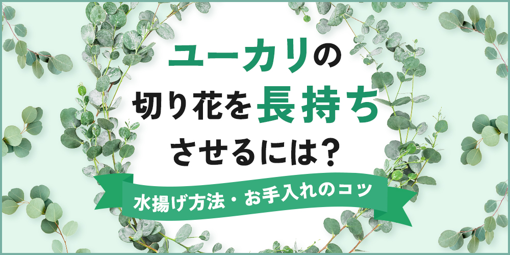 ユーカリの切り花はどのくらい長持ちする？基本的な水揚げ方法やお手入れ方法