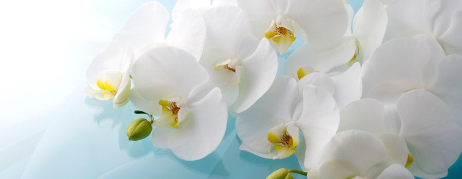 なぜ父の日に「胡蝶蘭」?男性にこそ贈りたい3つの理由