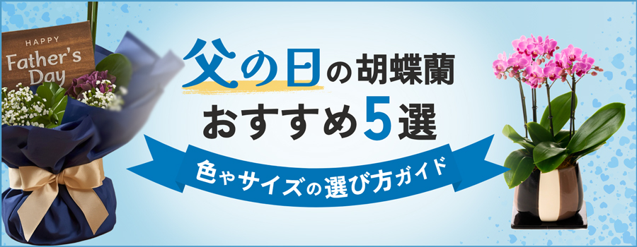 父の日の胡蝶蘭おすすめ5選