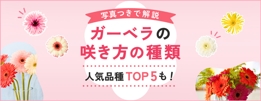 ガーベラの咲き方の種類