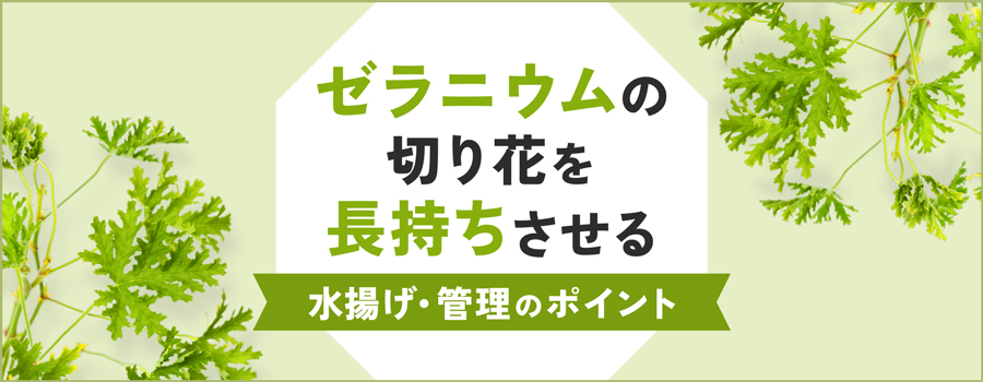 ゼラニウムの切り花を長持ちさせる水揚げ・管理のポイント