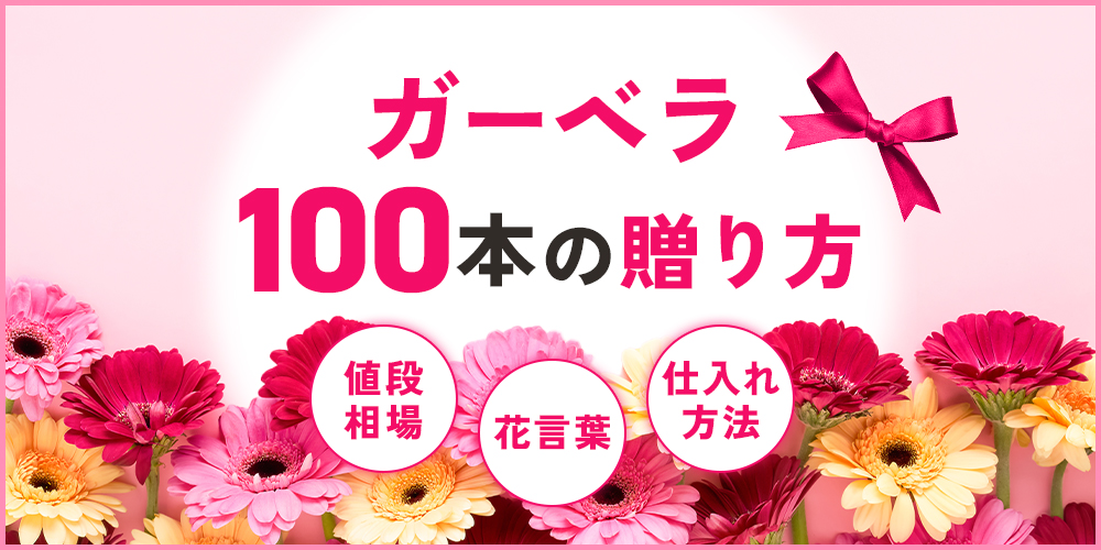 ガーベラ100本の贈り方ガイド！値段相場や花言葉、お得に仕入れる方法