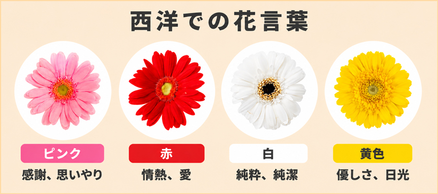 ガーベラの英語・西洋での花言葉
