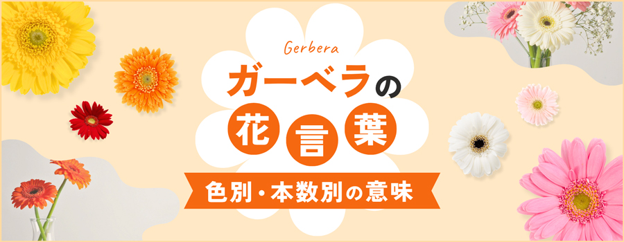 ガーベラの花言葉　色別・本数別の意味