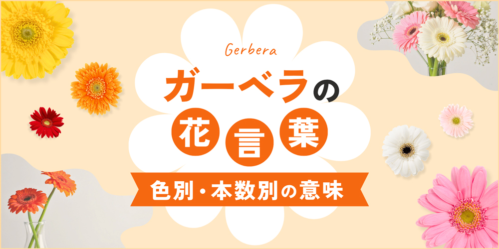 ガーベラの花言葉を色別・本数別に紹介！怖い意味の有無やシーン別の選び方