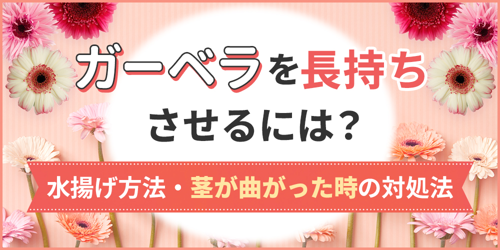 ガーベラを長持ちさせるコツ！水揚げ方法やしおれた際の対処法